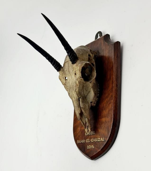 Mounted Horned Animal Skull / Hunting Trophy