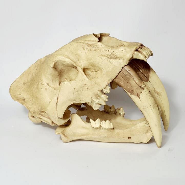 Sabre Toothed Tiger Skull (cast)