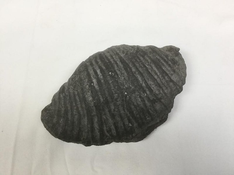 Large Fossil