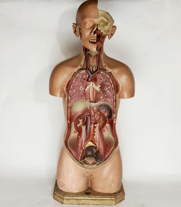 Anatomical Model