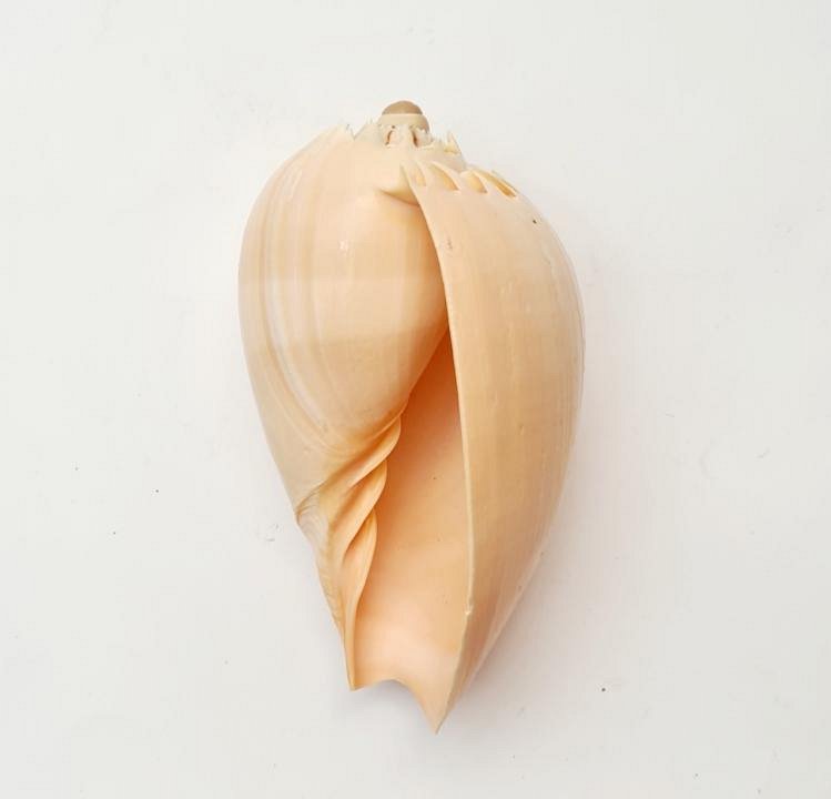 Large Shell