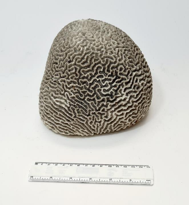 Large Coral Specimen