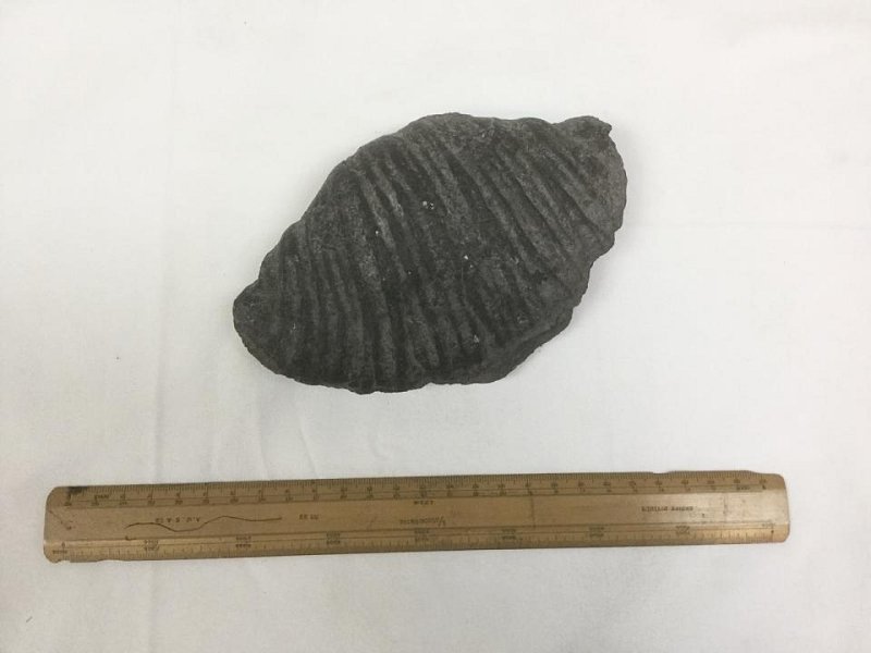 Large Fossil