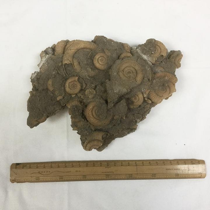 Large Ammonite Fossil