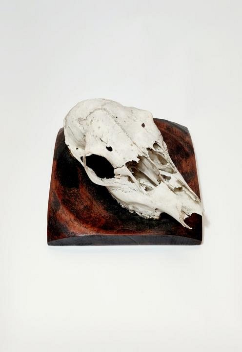 Sheep Skull on Wooden Base