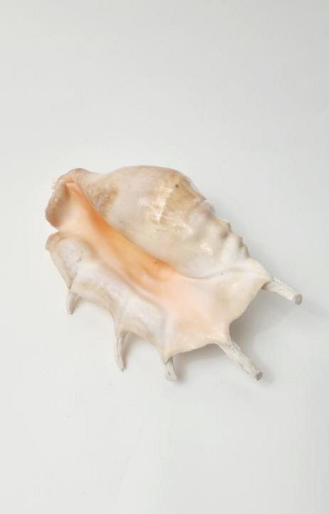 Large Shell