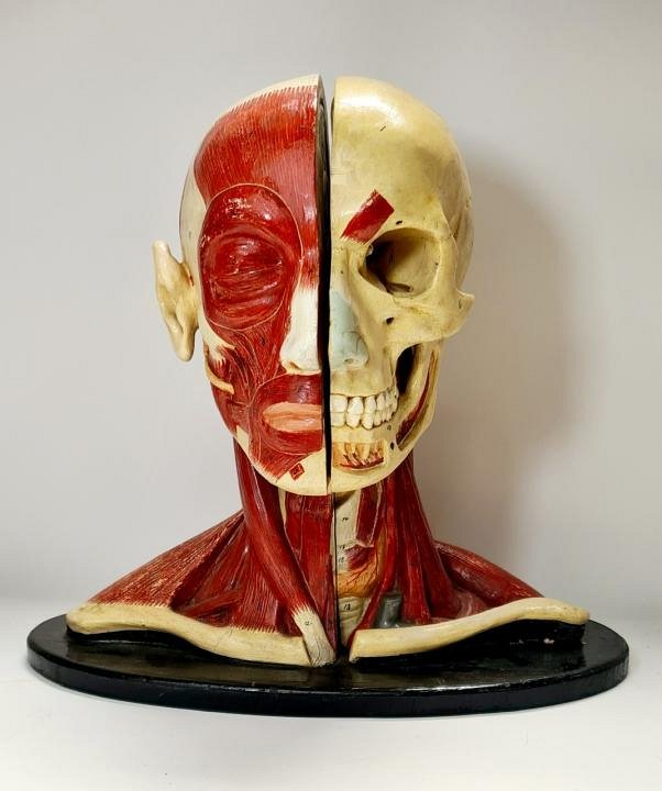 Period Anatomical Head