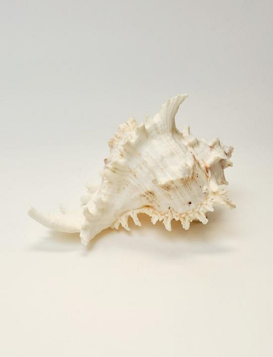 Large Shell