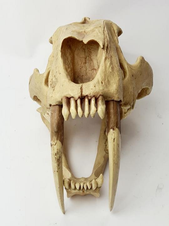 Sabre Toothed Tiger Skull (cast)
