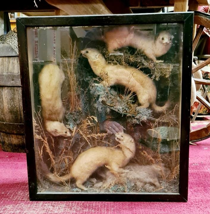 Cased Taxidermy Ferrets