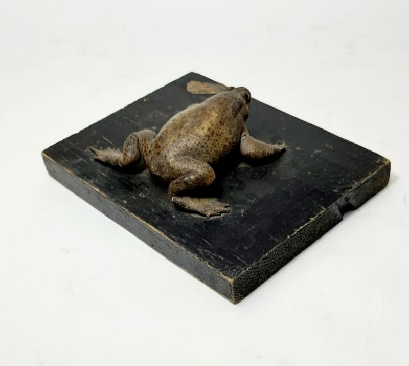 Mounted Taxidermy Toad