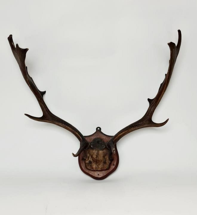 Mounted Antlers / Hunting Trophy