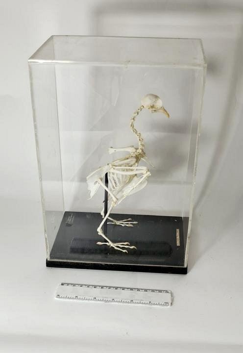 Mounted Wood Pigeon Skeleton In Case