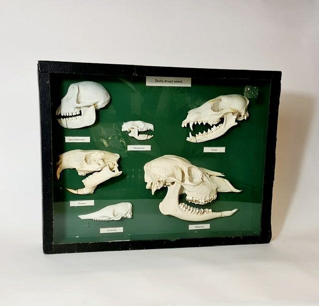Collection of Animal Skulls