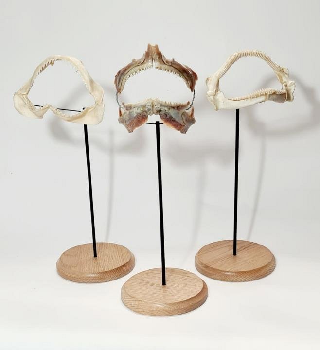 Mounted Fish Jaws (priced separately)