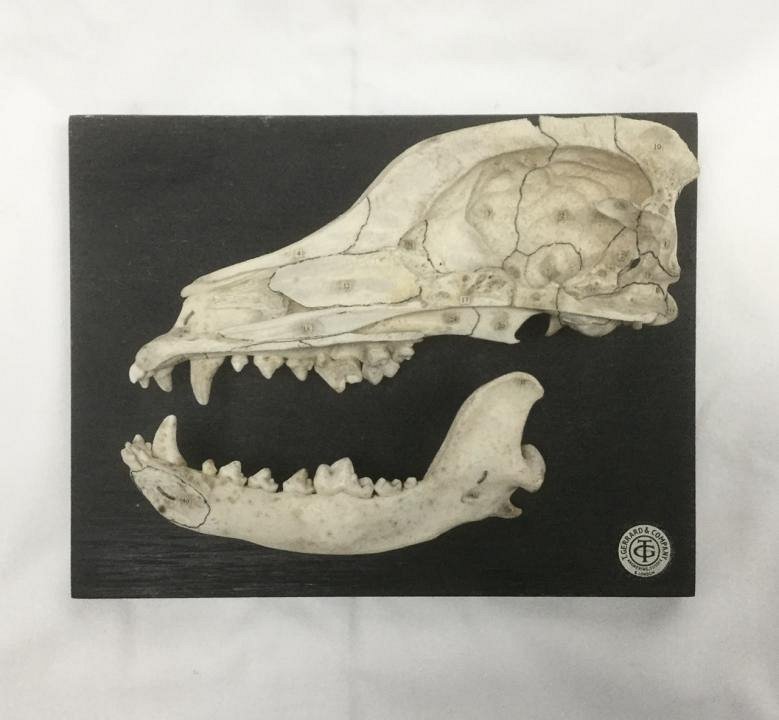 Mounted Section Dog Skull