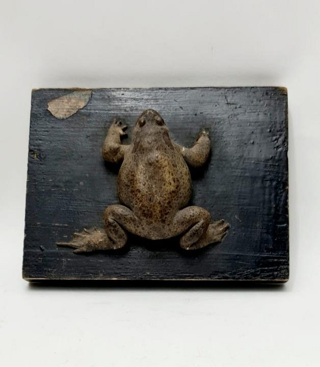 Mounted Taxidermy Toad