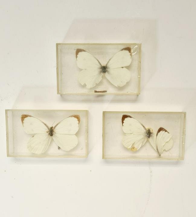 Butterfly In Plastic Case (each)