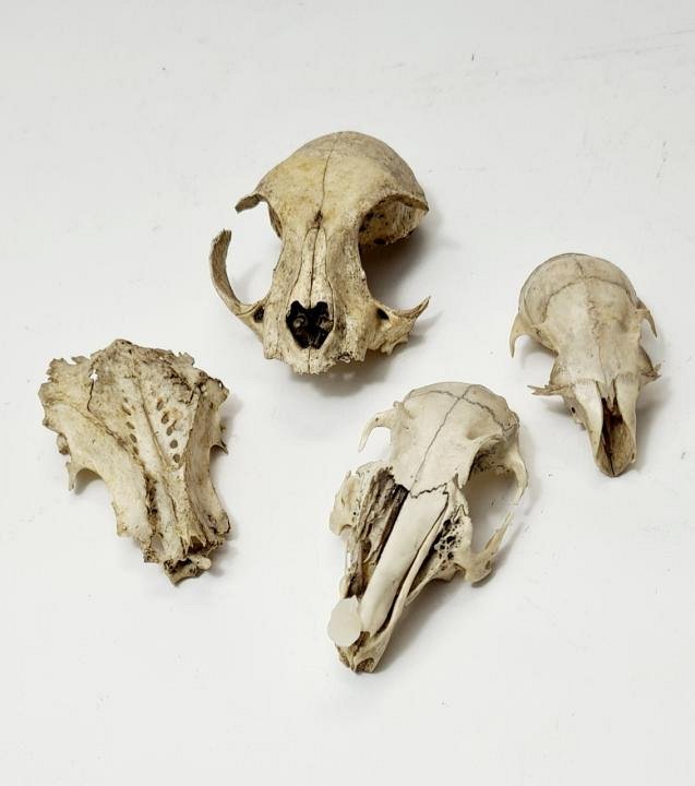 Animal Skull