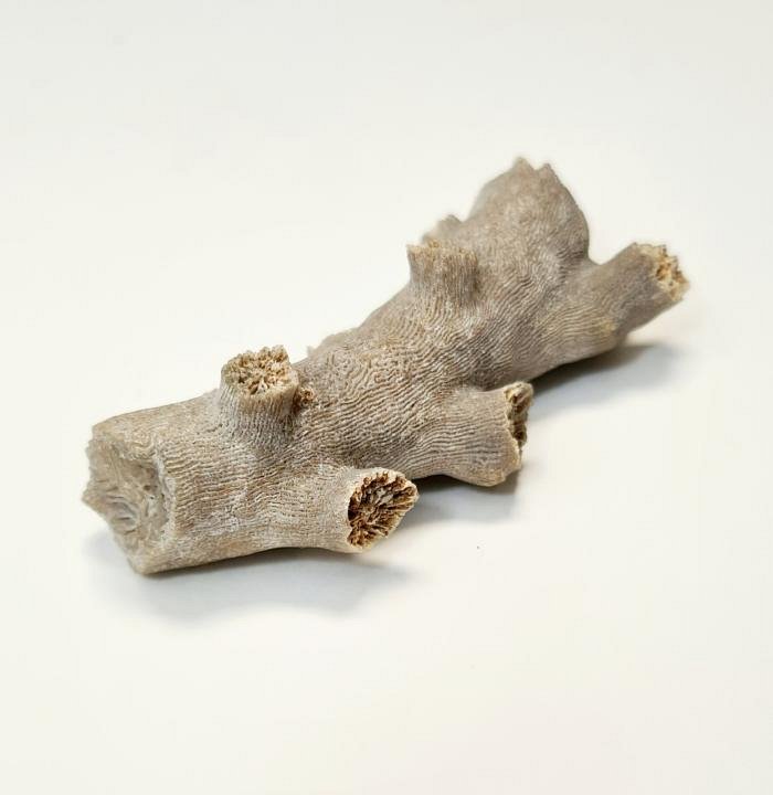 Small Coral Specimen