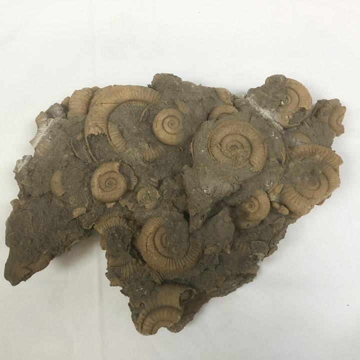 Large Ammonite Fossil