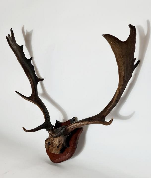 Mounted Antlers / Hunting Trophy