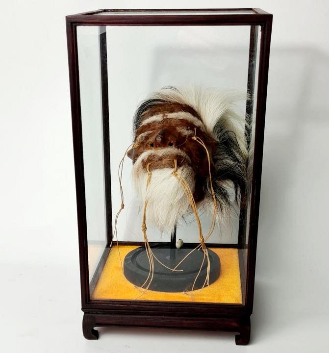 Shrunken Head (imitation) in glass display case