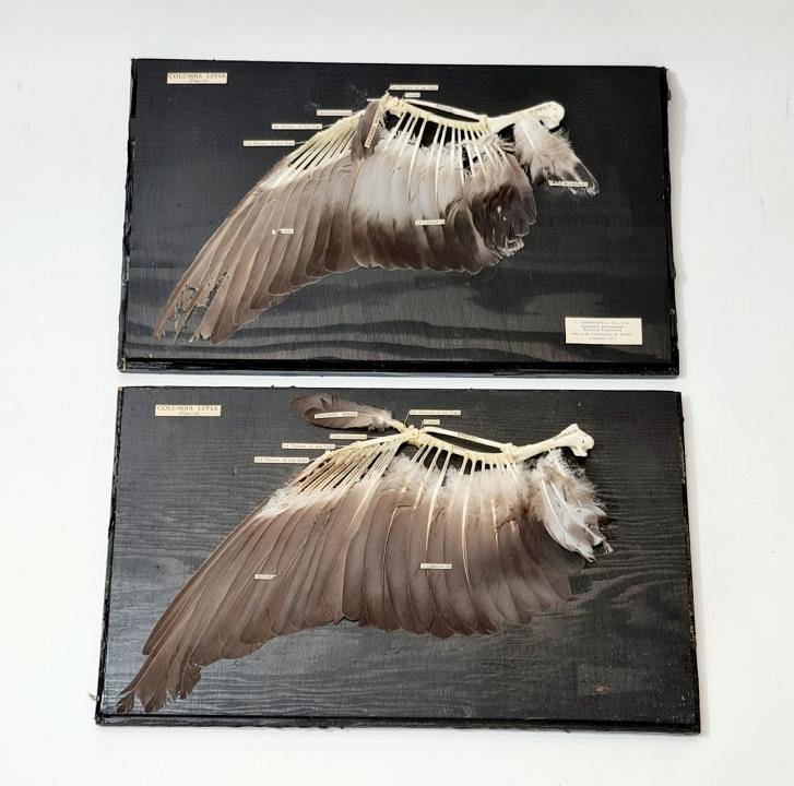 Mounted Bird Wing (priced individually)