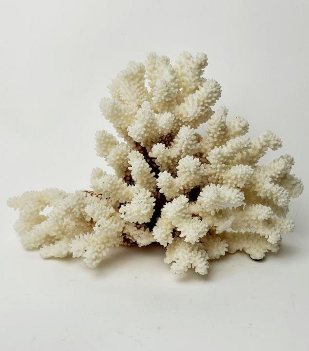 Large Coral Specimen