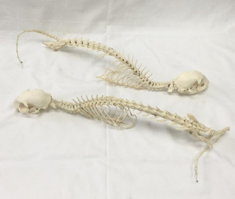 Cat Skeletons (priced individually)