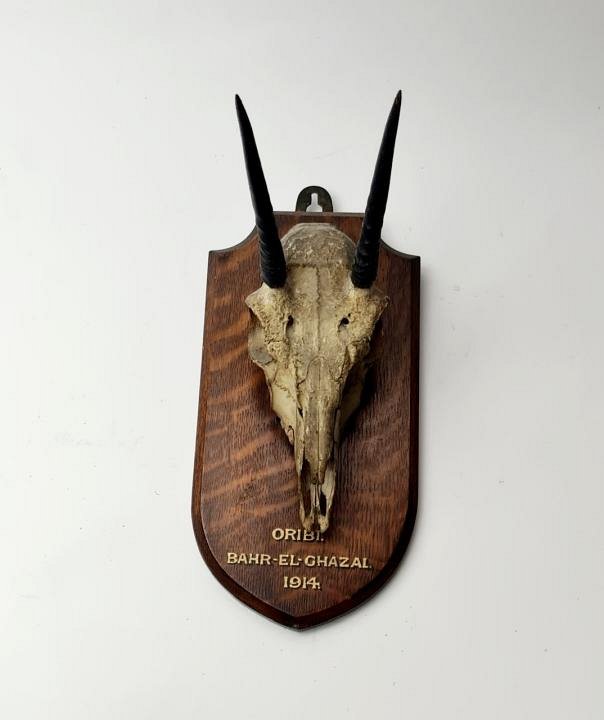 Mounted Horned Animal Skull / Hunting Trophy