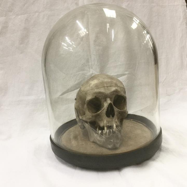 Human Skull In Glass Dome