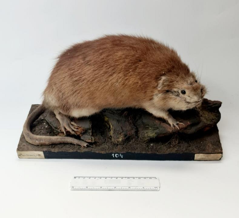 Taxidermy Mole Rat / Ground Hog