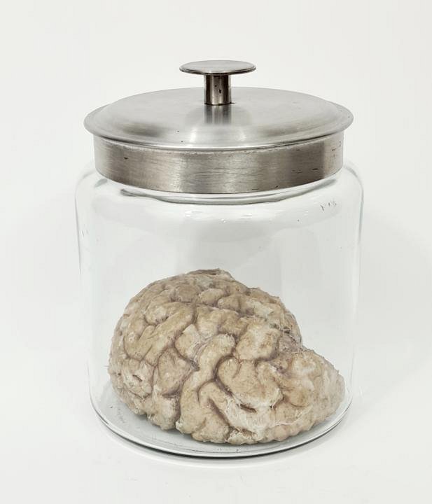 Imitation Human Brain In Glass Jar