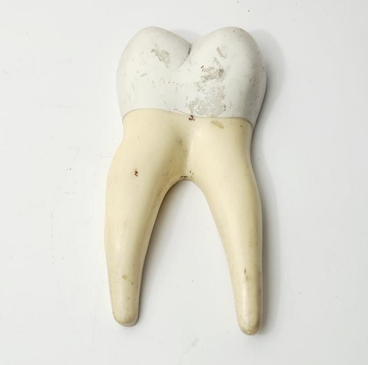 Tooth Model