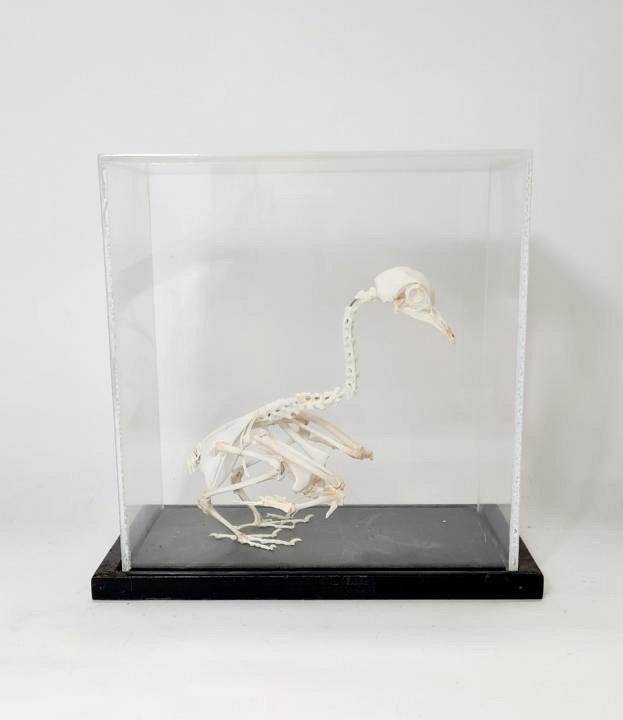 Bird Skeleton In Perspex Case
