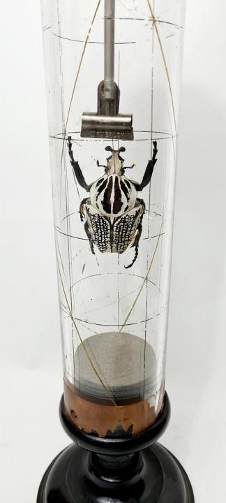 Large Beetle In Glass Cylinder