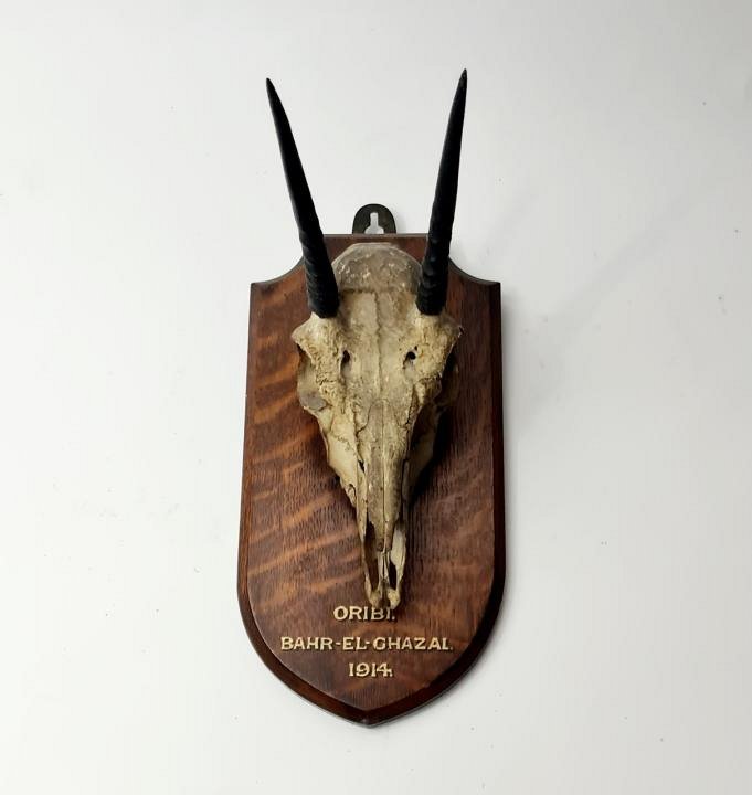 Mounted Horned Animal Skull / Hunting Trophy