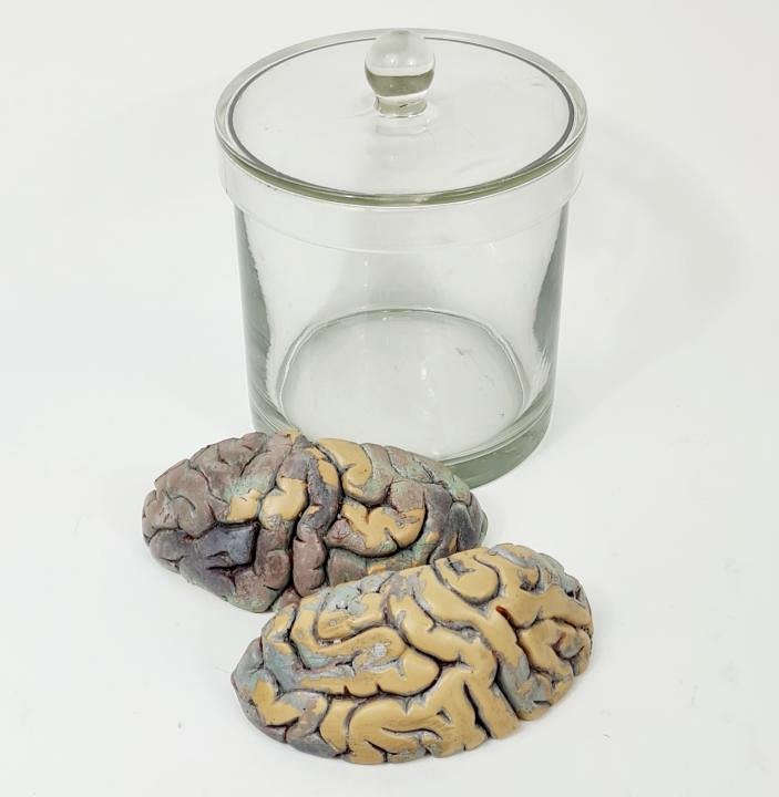 Imitation Human Brain Sections In Glass Jar