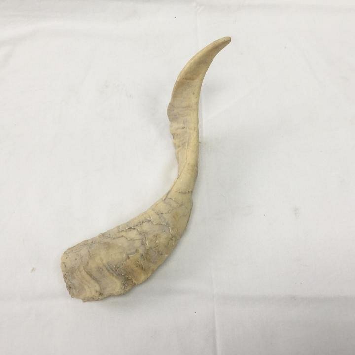 Animal Horn / Antler