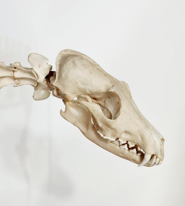 Mounted Fox Skeleton (incomplete)