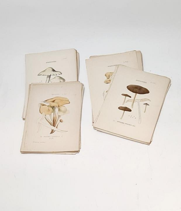 Botanical Watercolour Sketches (priced individually)