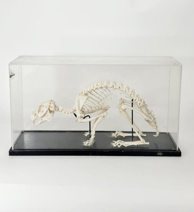 Rabbit Skeleton In Perspex Case