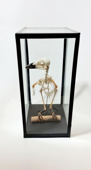 Jackdaw Skeleton in Case