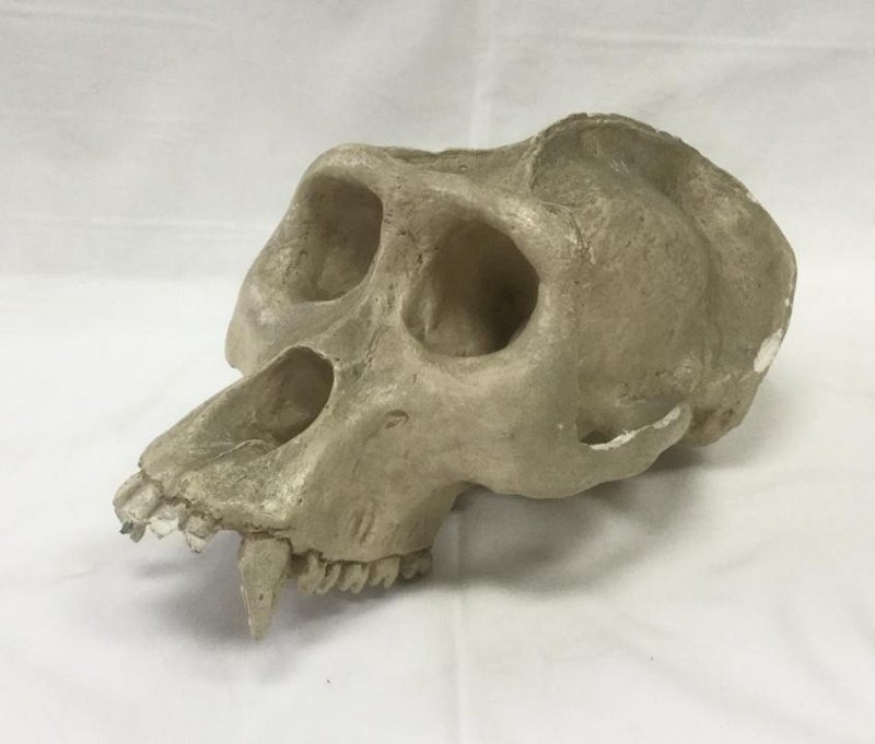 Cast Gorilla Skull (no jaw)