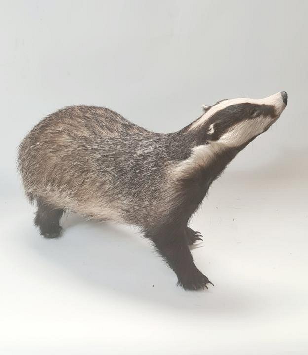 Taxidermy Badger
