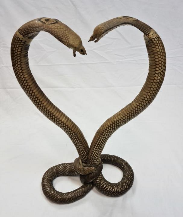 Kissing Cobras - Taxidermy