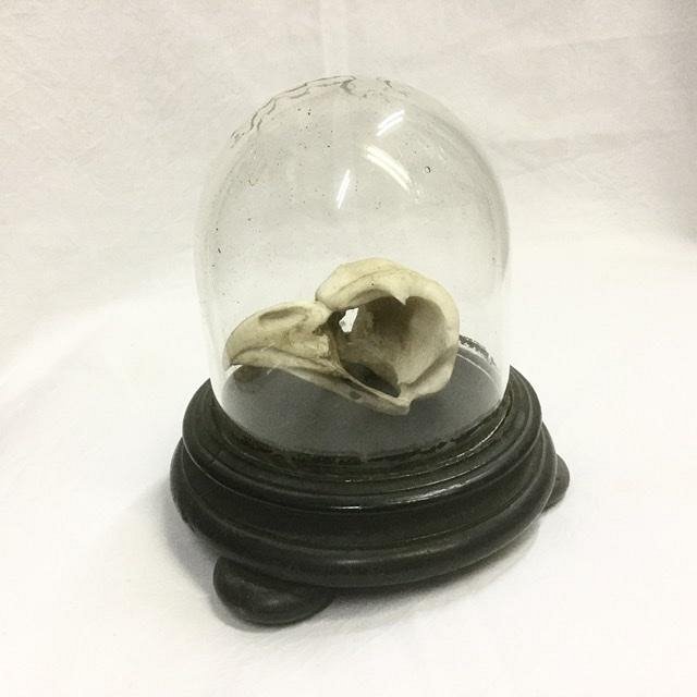 Bird Skull in Small Glass Dome