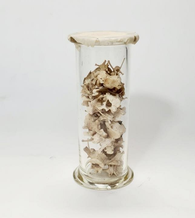 Glass Cylinder Of Animal Bobes