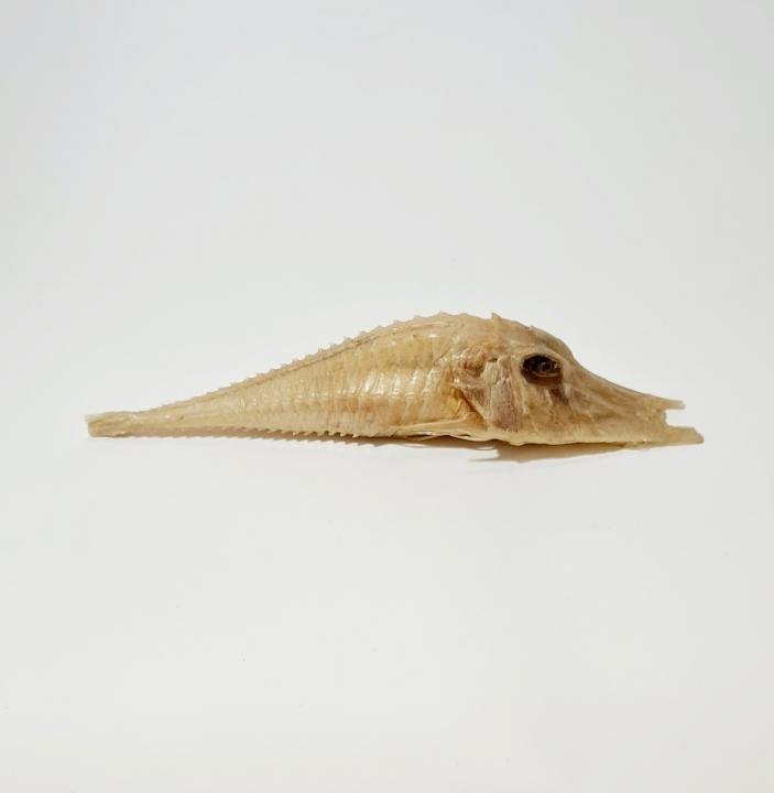 Fish Skeleton